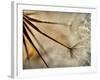 Sparkle-Ursula Abresch-Framed Photographic Print