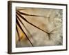 Sparkle-Ursula Abresch-Framed Photographic Print