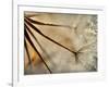 Sparkle-Ursula Abresch-Framed Photographic Print