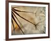 Sparkle-Ursula Abresch-Framed Photographic Print