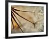 Sparkle-Ursula Abresch-Framed Photographic Print