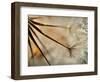 Sparkle-Ursula Abresch-Framed Photographic Print