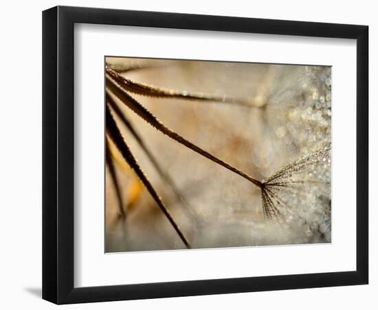 Sparkle-Ursula Abresch-Framed Photographic Print