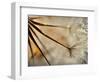 Sparkle-Ursula Abresch-Framed Photographic Print