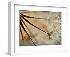 Sparkle-Ursula Abresch-Framed Photographic Print