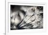 Sparklers-Ursula Abresch-Framed Photographic Print