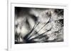 Sparklers-Ursula Abresch-Framed Photographic Print