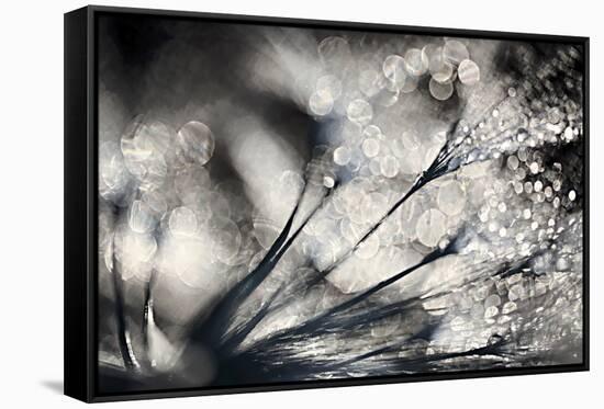 Sparklers-Ursula Abresch-Framed Stretched Canvas