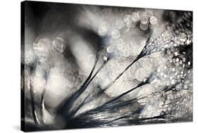 Sparklers-Ursula Abresch-Stretched Canvas