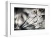 Sparklers-Ursula Abresch-Framed Photographic Print