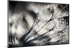 Sparklers-Ursula Abresch-Mounted Photographic Print