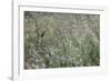 sparkling grass in the sunlight-Nadja Jacke-Framed Photographic Print