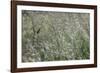 sparkling grass in the sunlight-Nadja Jacke-Framed Photographic Print