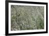 sparkling grass in the sunlight-Nadja Jacke-Framed Photographic Print