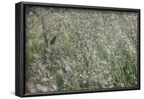 sparkling grass in the sunlight-Nadja Jacke-Framed Photographic Print