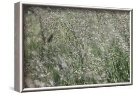 sparkling grass in the sunlight-Nadja Jacke-Framed Photographic Print