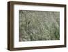 sparkling grass in the sunlight-Nadja Jacke-Framed Photographic Print