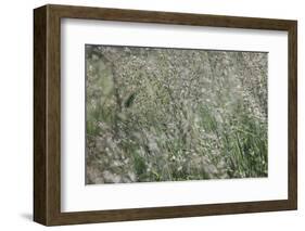 sparkling grass in the sunlight-Nadja Jacke-Framed Photographic Print