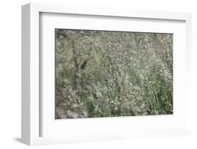 sparkling grass in the sunlight-Nadja Jacke-Framed Photographic Print