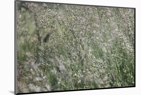 sparkling grass in the sunlight-Nadja Jacke-Mounted Photographic Print