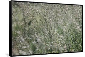 sparkling grass in the sunlight-Nadja Jacke-Framed Stretched Canvas