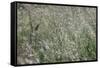 sparkling grass in the sunlight-Nadja Jacke-Framed Stretched Canvas