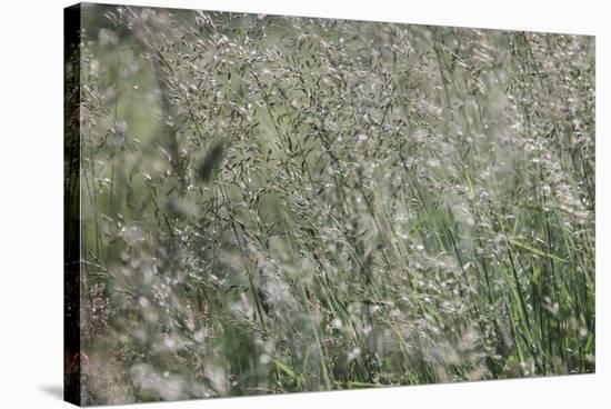 sparkling grass in the sunlight-Nadja Jacke-Stretched Canvas