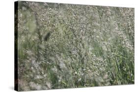 sparkling grass in the sunlight-Nadja Jacke-Stretched Canvas