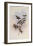 Sparkling-Tail, Tryph?na Duponti-John Gould-Framed Giclee Print