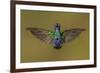 Sparkling violetear hummingbird, Ecuador-Art Wolfe Wolfe-Framed Photographic Print