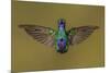 Sparkling violetear hummingbird, Ecuador-Art Wolfe Wolfe-Mounted Photographic Print