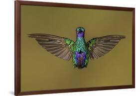 Sparkling violetear hummingbird, Ecuador-Art Wolfe Wolfe-Framed Photographic Print