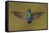 Sparkling violetear hummingbird, Ecuador-Art Wolfe Wolfe-Framed Stretched Canvas