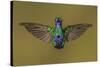 Sparkling violetear hummingbird, Ecuador-Art Wolfe Wolfe-Stretched Canvas