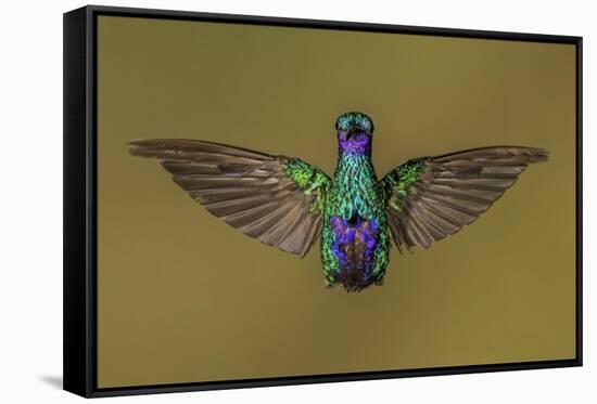 Sparkling violetear hummingbird, Ecuador-Art Wolfe Wolfe-Framed Stretched Canvas