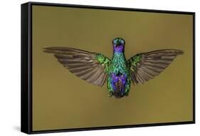 Sparkling violetear hummingbird, Ecuador-Art Wolfe Wolfe-Framed Stretched Canvas