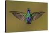 Sparkling violetear hummingbird, Ecuador-Art Wolfe Wolfe-Stretched Canvas