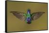 Sparkling violetear hummingbird, Ecuador-Art Wolfe Wolfe-Framed Stretched Canvas