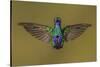 Sparkling violetear hummingbird, Ecuador-Art Wolfe Wolfe-Stretched Canvas