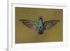 Sparkling violetear hummingbird, Ecuador-Art Wolfe Wolfe-Framed Photographic Print