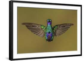 Sparkling violetear hummingbird, Ecuador-Art Wolfe Wolfe-Framed Photographic Print