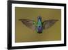 Sparkling violetear hummingbird, Ecuador-Art Wolfe Wolfe-Framed Photographic Print