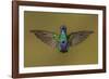 Sparkling violetear hummingbird, Ecuador-Art Wolfe Wolfe-Framed Photographic Print