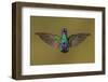 Sparkling violetear hummingbird, Ecuador-Art Wolfe Wolfe-Framed Photographic Print