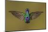 Sparkling violetear hummingbird, Ecuador-Art Wolfe Wolfe-Mounted Photographic Print