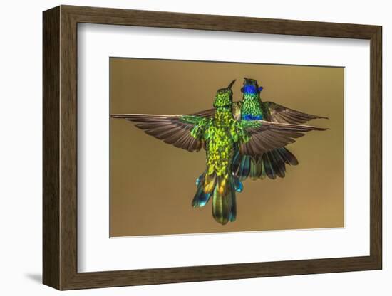 Sparkling violetear hummingbird, Ecuador-Art Wolfe Wolfe-Framed Photographic Print