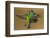 Sparkling violetear hummingbird, Ecuador-Art Wolfe Wolfe-Framed Photographic Print