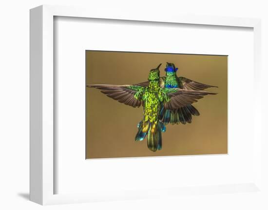 Sparkling violetear hummingbird, Ecuador-Art Wolfe Wolfe-Framed Photographic Print