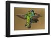 Sparkling violetear hummingbird, Ecuador-Art Wolfe Wolfe-Framed Photographic Print