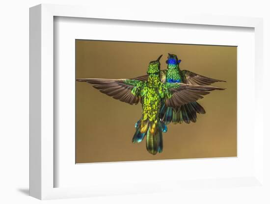 Sparkling violetear hummingbird, Ecuador-Art Wolfe Wolfe-Framed Photographic Print